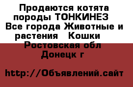 Продаются котята породы ТОНКИНЕЗ - Все города Животные и растения » Кошки   . Ростовская обл.,Донецк г.